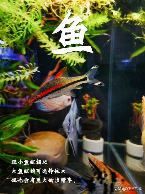 小魚缸可以養幾隻魚|魚缸養多少魚合適，這個公式告訴你，再也不用請教別。